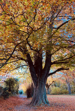 Load image into Gallery viewer, Autumn Walk and Lunch: Saturday 24th October

