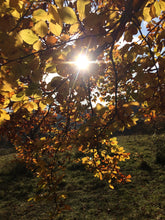 Load image into Gallery viewer, Autumn Walk and Lunch: Saturday 24th October
